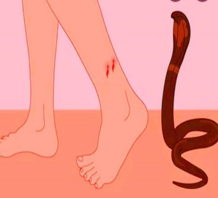 प्रयागराज: सर्पदंश ने ली दो जिंदगियां, मासूम बच्ची और महिला बनीं शिकार; क्षेत्र में दहशत का माहौल