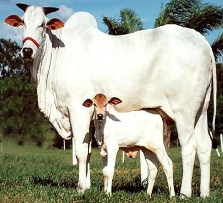 पच्चीस स्वदेशी उन्नत नस्ल की गायों की इकाई स्थापित करने को शासन ने मांगा आवेदन