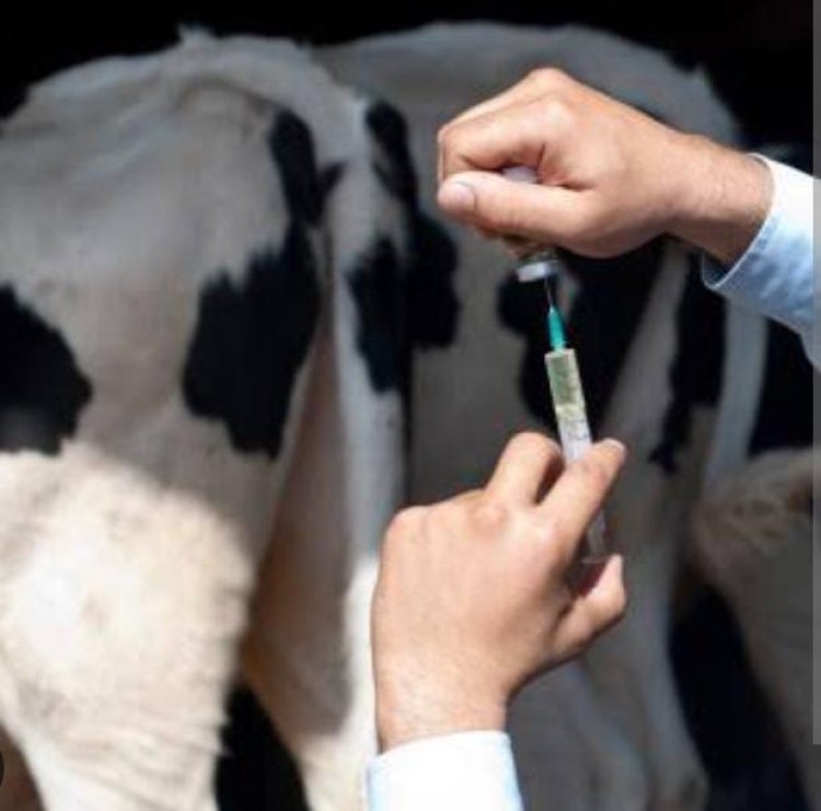 पशुधन सुरक्षा सुनिश्चित: राष्ट्रीय रोग नियंत्रण योजना के तहत 23 जुलाई से शुरू होगा खुरपका-मुंहपका रोग का वृहद टीकाकरण अभियान