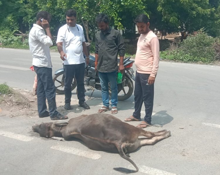 मीरजापुर में भीषण हादसा: सड़क पर बैठे छुट्टा सांड़ से टकराई तेज़ रफ़्तार बाइक, सांड़ की मौके पर मौत