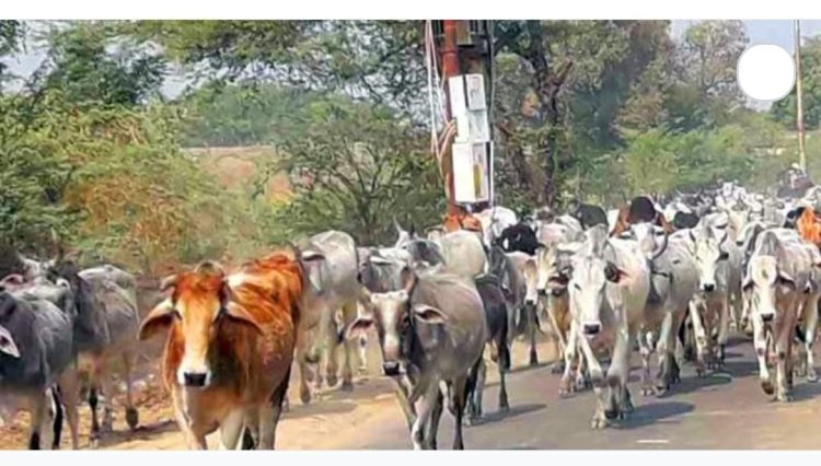 हरदोई में सात गो संरक्षण केंद्र के लिए शासन ने दूसरी किस्त में 5.60 करोड़ रुपये दिए