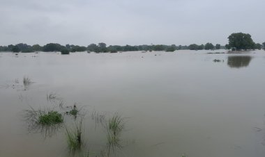 बाढ़ ने किसानों की मेहनत पर फेरा पानी, 20 गांवों में 270 हेक्टेयर फसल तबाह