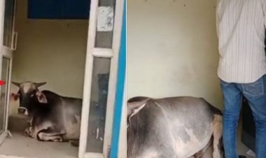 झांसी : एटीएम बूथ में घुसी गाय, वीडियो वायरल