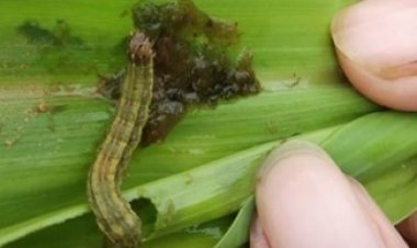 वैज्ञानिकों ने बताए फॉल आर्मीवर्म से मक्के की फसल के बचाव के उपाय