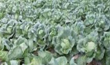 एकीकृत बागवानी विकास मिशन का लाभ लेने को आनलाइन करें आवेदन