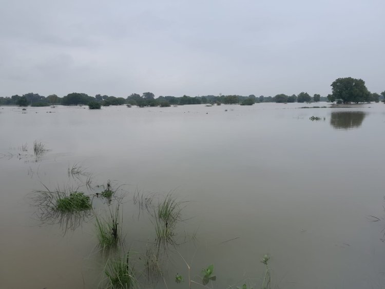 बाढ़ ने किसानों की मेहनत पर फेरा पानी, 20 गांवों में 270 हेक्टेयर फसल तबाह