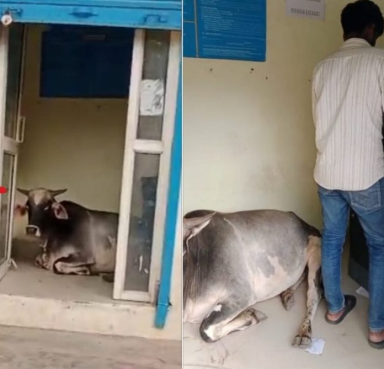 झांसी : एटीएम बूथ में घुसी गाय, वीडियो वायरल