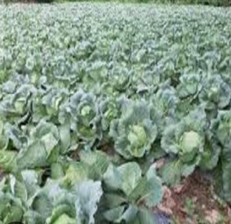 एकीकृत बागवानी विकास मिशन का लाभ लेने को आनलाइन करें आवेदन