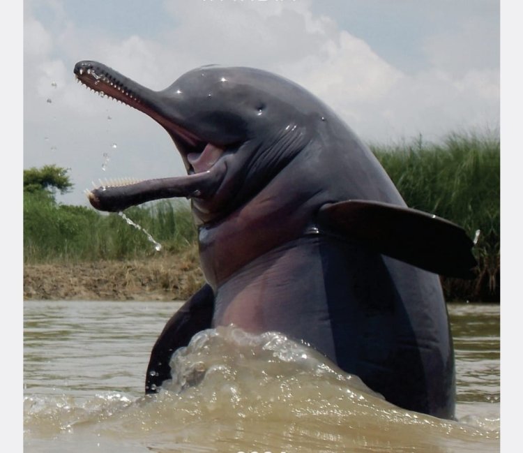 गंगा डॉल्फ़िन संरक्षण के लिए नियुक्त होंगे "डॉल्फ़िन मित्र"