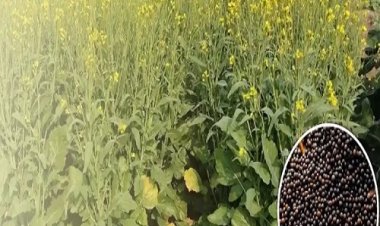 रबी फसलों के नि:शुल्क बीज का मिनीकिट प्राप्त करने को किसान भाई ऑनलाइन करें आवेदन