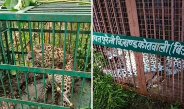 बिजनाैर में अलग-अलग जगहाें से पकड़े गए दाे गुलदार