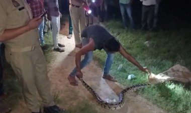 कब्रिस्तान में 15 फीट लंबा अजगर निकला