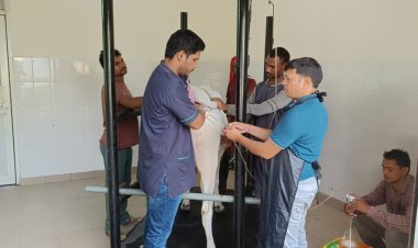 देशी गौवंश संवर्द्धन में बीएचयू की बड़ी उपलब्धि, गंगातीरी और साहिवाल गायों से सफलतापूर्वक भ्रूण संग्रह