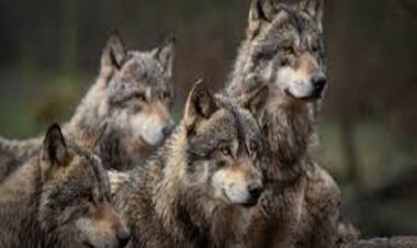 उत्तर प्रदेशः बहराइच में आदमखाेर जानवराें के झुंड ने बुजुर्ग दम्पति को मार डाला