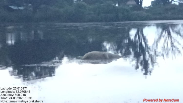 सरकारी मत्स्य बीज (नर्सरी) में दबंगों के अवैध कब्जे से हो रही राजस्व की हानि,पुलिस मौन