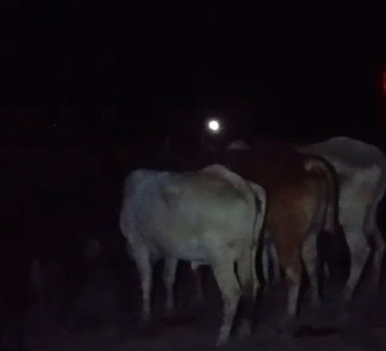 गौवंश हॉटस्पॉट अभियान में प्रयागराज में चिन्हित किए गए 917 निराश्रित गोवंश