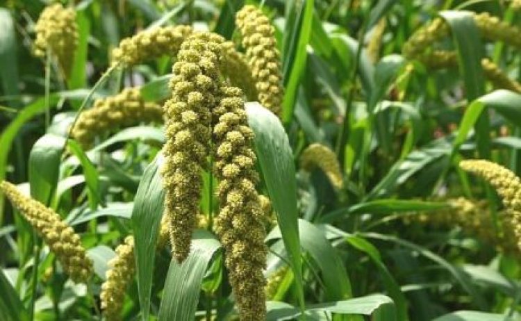 यूपी में पहली अक्टूबर से शुरू होगी 'मोटे अनाज' की खरीद