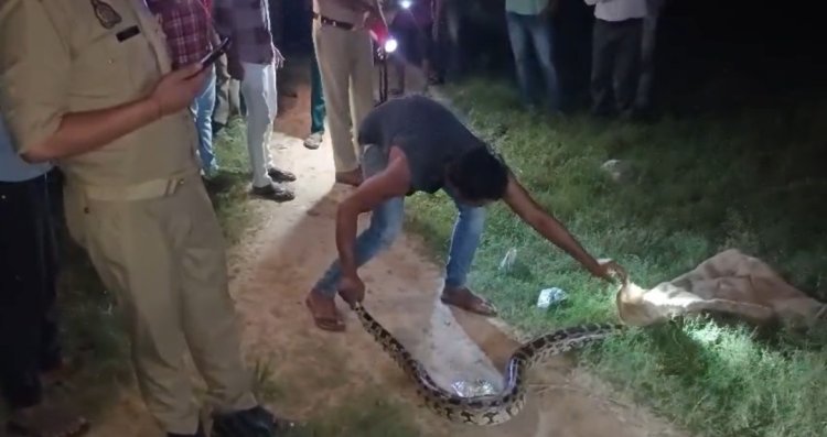 कब्रिस्तान में 15 फीट लंबा अजगर निकला