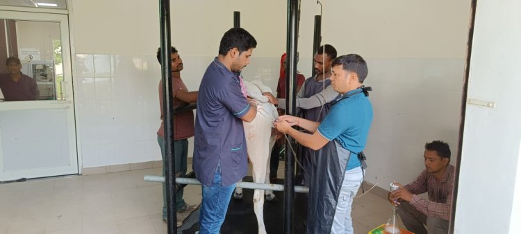 देशी गौवंश संवर्द्धन में बीएचयू की बड़ी उपलब्धि, गंगातीरी और साहिवाल गायों से सफलतापूर्वक भ्रूण संग्रह