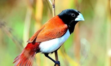 प्रतिबंधित ट्राई कलर मुनिया पक्षी बेचते हुए दुकानदार सहित दो गिरफ्तार