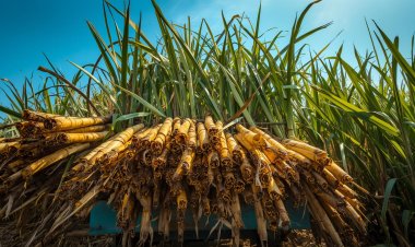 योगी सरकार ने गन्ना किसानों को दी सौगात, गन्ने का मूल्य 30 रुपये प्रति कुंतल बढ़ा