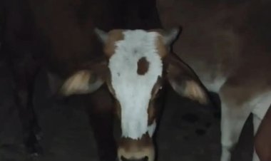 गौवंश से भरा ट्रक पकड़ा