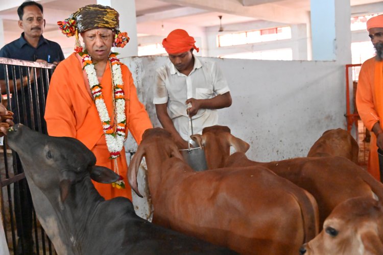 विजयादशमी पर गोपूजन कर मुखयमंत्री योगी ने की गौसेवा