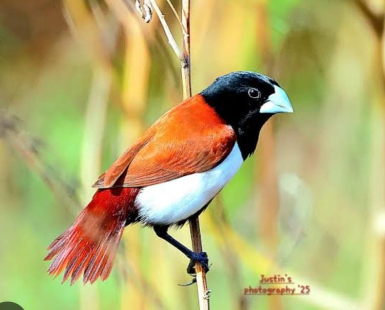 प्रतिबंधित ट्राई कलर मुनिया पक्षी बेचते हुए दुकानदार सहित दो गिरफ्तार