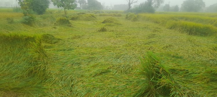 तेज हवा व बारिश से खेतों में गिरी धान की फसल, किसानों की बढ़ी चिंता