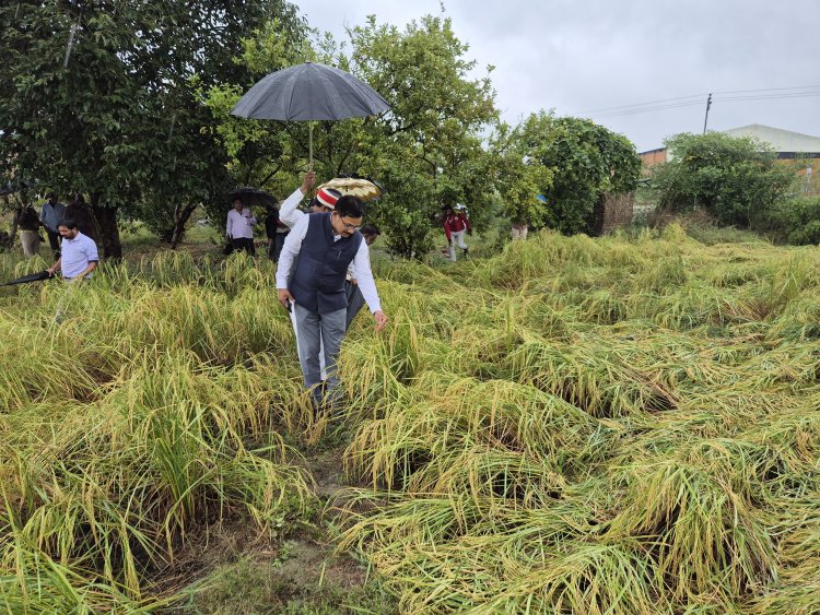 डीएम ने खेतों में पहुंचकर लिया फसलों के नुकसान का जायजा, दिए सर्वे के निर्देश