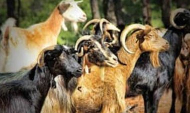 कृत्रिम गर्भाधान से बकरियों की नस्ल सुधारने को प्रयागराज में बनाए गए हैं 14 केन्द्र