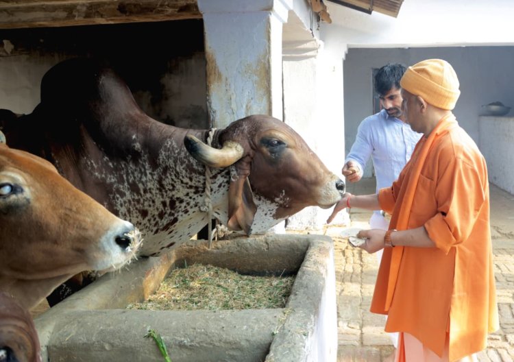 सीएम योगी ने शक्तिपीठ देवीपाटन में किए मां पाटेश्वरी जी के दर्शन, गोवंशों को खिलाया चारा, गायों को दुलार कर दिया उनके संरक्षण का संदेश