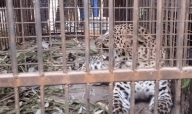 उप्र के बिजनौर में पिंजरे में कैद हुई मादा गुलदार, लेने नहीं आए अधिकारी ताे ग्रामीण खुद लेकर पहुंचे वन विभाग की नर्सरी