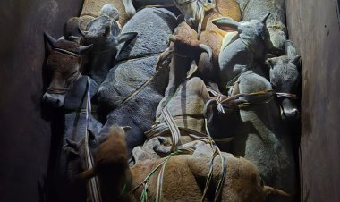 टायर फटा तो बच गई बेजुबानों की जान, पिकअप छोड़कर भागे गौ-तस्कर