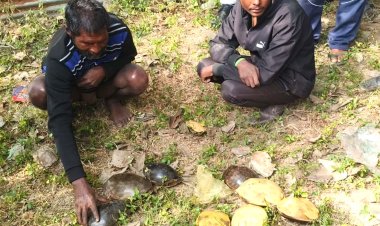 वन विभाग ने चित्रकूट के पुरा तालाब से किया 12 कछुओं का रेस्क्यू