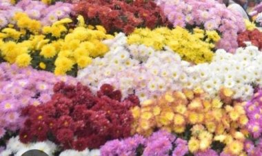 प्रयागराज में 27 दिसम्बर से दो दिवसीय पुष्प प्रदर्शनी