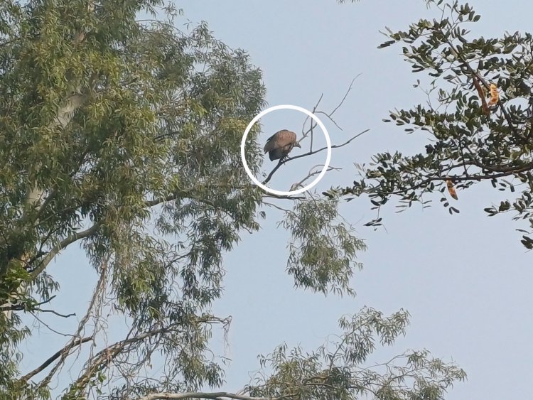 सीतापुर के एलिया गांव में वर्षों बाद दिखे गिद्ध, दुर्लभ पक्षियाें को देखने उमड़े ग्रामीण