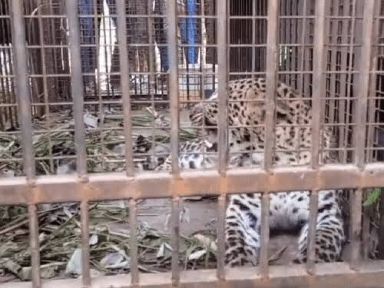 उप्र के बिजनौर में पिंजरे में कैद हुई मादा गुलदार, लेने नहीं आए अधिकारी ताे ग्रामीण खुद लेकर पहुंचे वन विभाग की नर्सरी