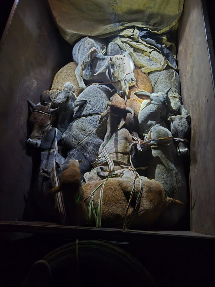 टायर फटा तो बच गई बेजुबानों की जान, पिकअप छोड़कर भागे गौ-तस्कर