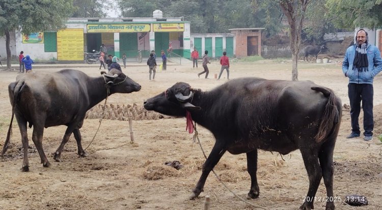 पाठशाला या पशुशाला? माॅडल गांव के स्कूल में मवेशियों का डेरा