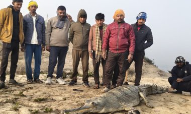 मीरजापुर में गंगा घाट पर निकला सात फीट का मगरमच्छ
