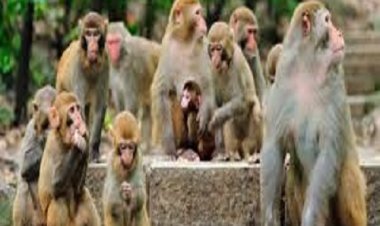 चित्रकूट में सड़क किनारे 21 बंदरों के शव मिले