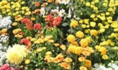 फरवरी में आयोजित की जाएगी तीन दिवसीय शाकभाजी एवं पुष्प प्रदर्शनी