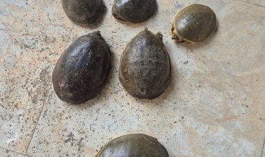 सुन्दरी प्रजाति के छह सौ कछुए बरामद, पांच तस्कर गिरफ्तार