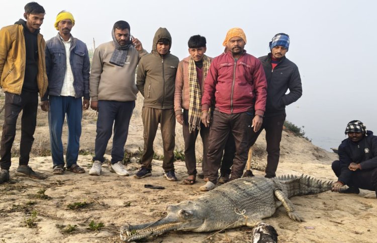 मीरजापुर में गंगा घाट पर निकला सात फीट का मगरमच्छ