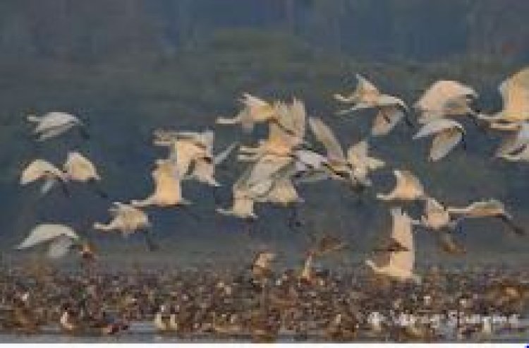 एटा का पटना पक्षी विहार बना उत्तर प्रदेश का 11वां वेटलैंड रामसर साइट