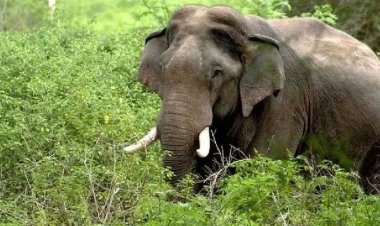 नारायणपुर में तड़के जंगली हाथी ने ली एक व्यक्ति की जान