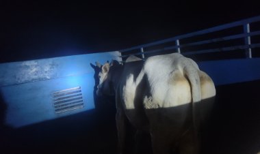 पुलिस मुठभेड़ में गौकशी गिरोह के दो सदस्य घायल