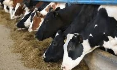 पशुपालकों को सस्ती दरों पर दवाएं उपलब्ध कराने के लिए खुलेंगे पशु औषधि केन्द्र