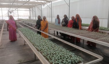 राजकीय नर्सरी सैदाबाद में उपलब्ध है गुणवत्तायुक्त, रोगमुक्त सब्जियों की बेहन